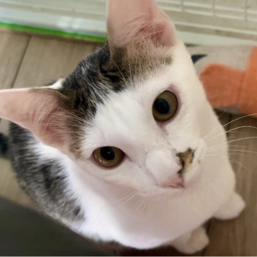 カオマニー【福島県・男の子・2023年10月29日・ブラウン&ホワイト（ショート）】の写真「同種の仔ネコの2匹目は半額です。但し6万が下限です」